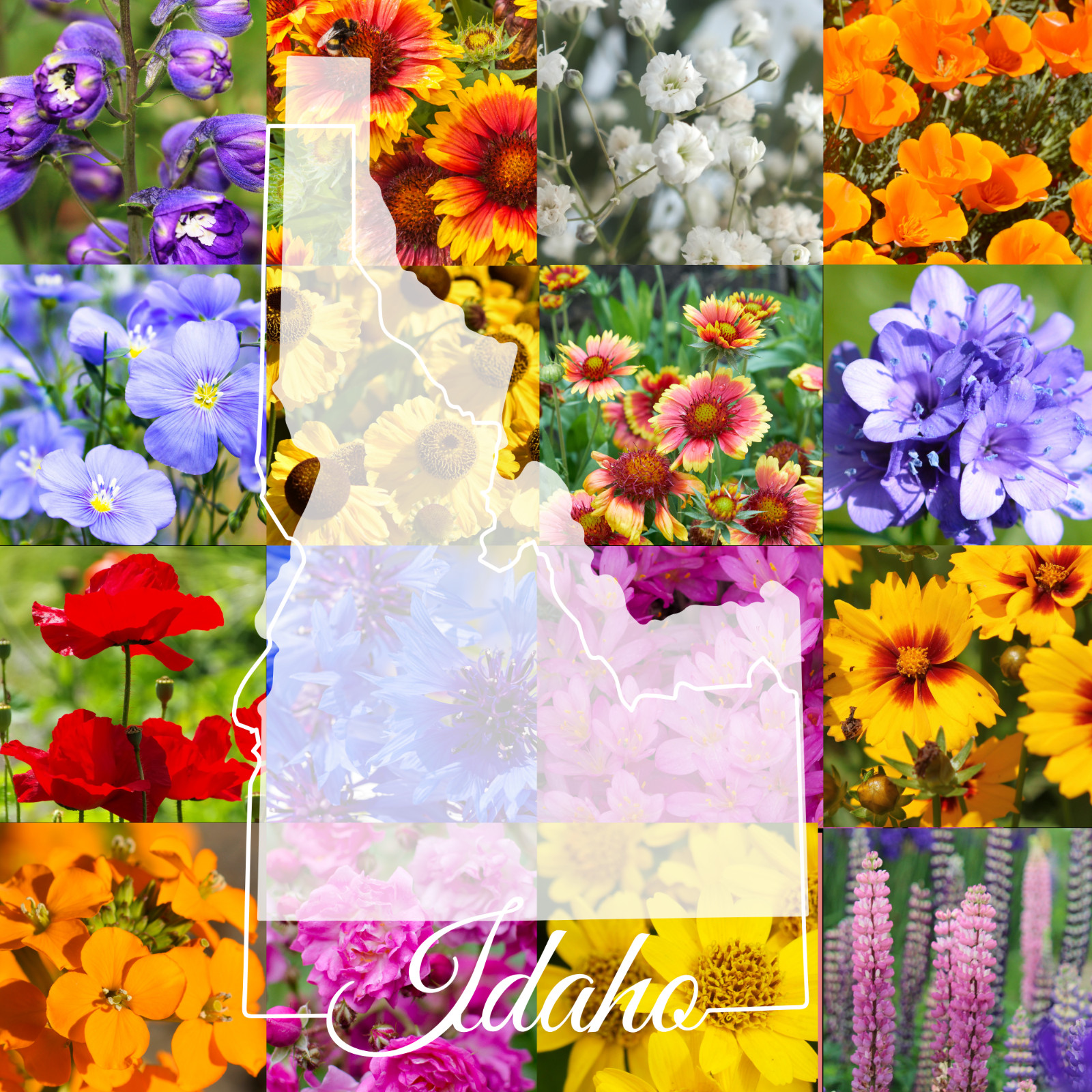 1/4 Pound Idaho Western Bulk Wildflower Seed Mix 1/4lb Covers 800sq-ft