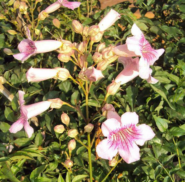 Podranea ricasoliana | Pink Trumpet Vine | Zimbabwe Creeper | 20 Seeds