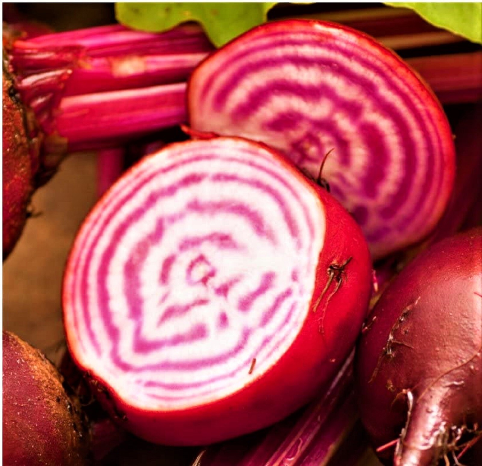 Chioggia Beet Seeds 100+ Seeds NON-GMO BUY 4 GET FREE SHIPPING