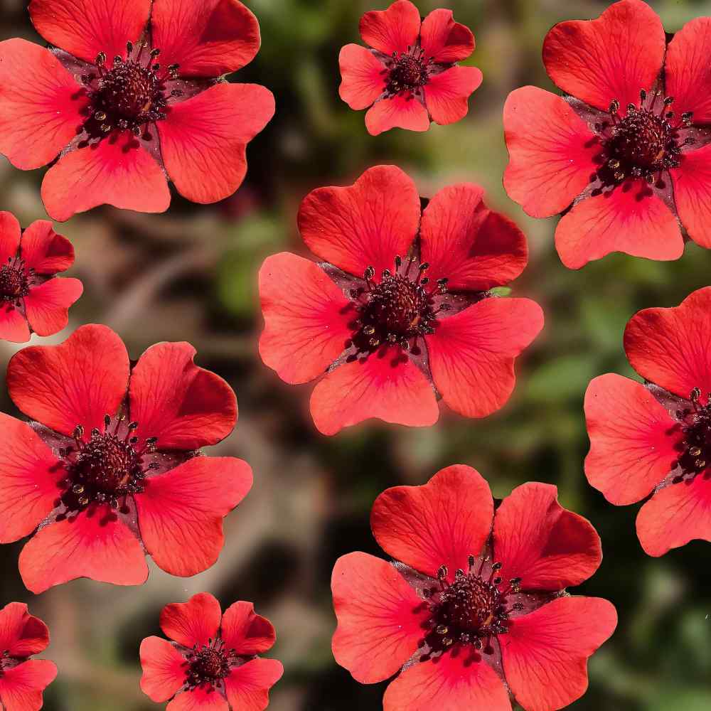 SCARLET CINQUEFOIL Perennial Pollinators Bees Hummingbirds RED Flower 1000 Seeds