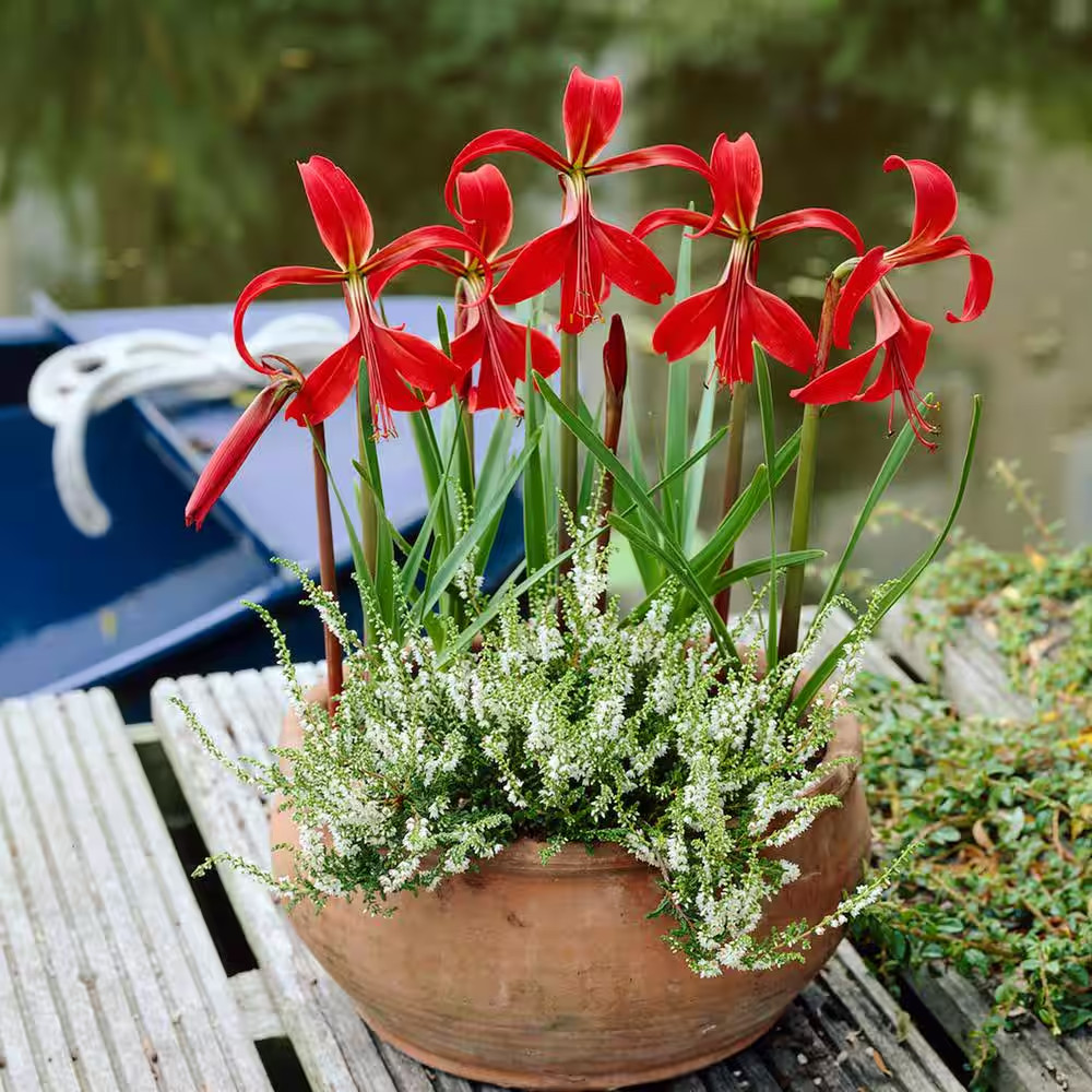 16 Cm/18 Cm, Aztec Lily Sprekelia Flower Bulbs (Bag of 5)