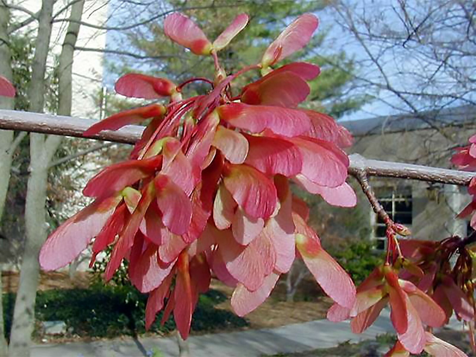 Red Maple, Acer rubrum, (Northern Source) Tree Seeds (Fast, Fall Colors)