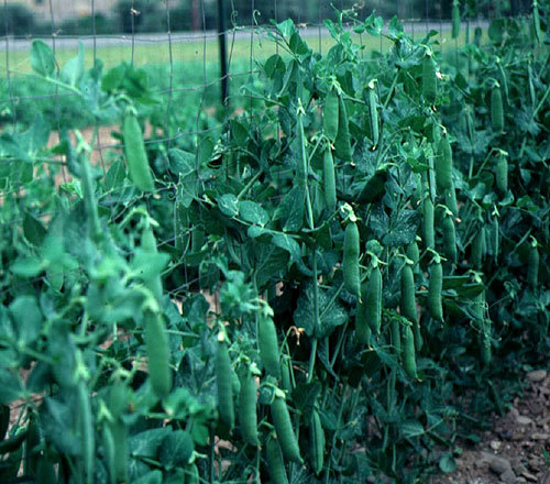 LINCOLN PEA SEEDS * HIGH YIELDING * 100 COUNT PKT .
