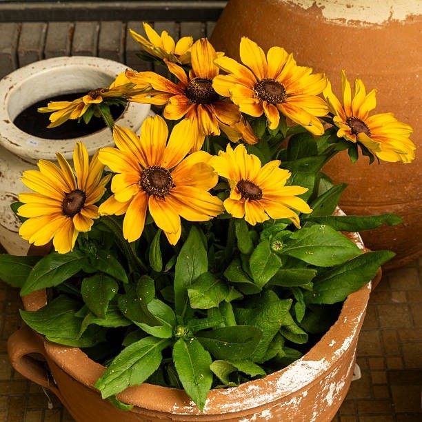 100 DWARF MARMALADE BLACK EYED SUSAN SEEDS | SALE FREE SHIPPING NON GMO HEIRLOOM
