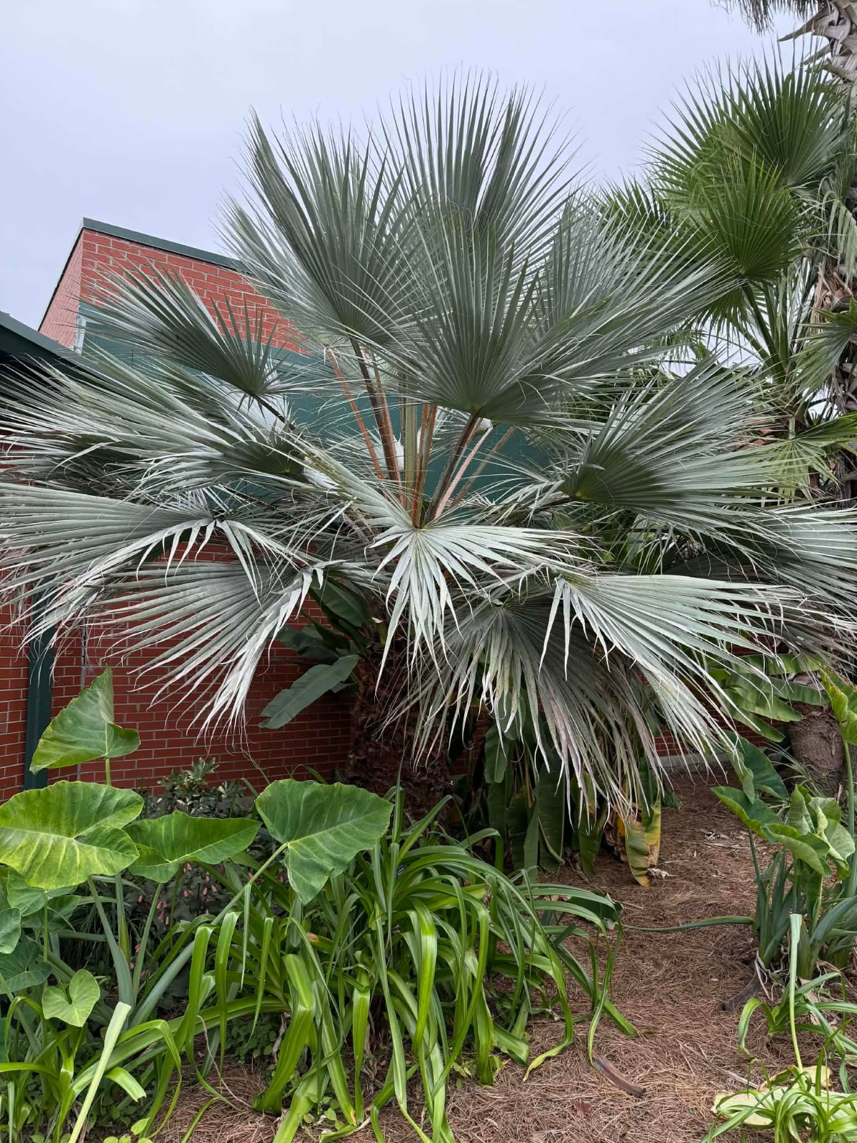 Brahea armata Seeds! Mexican Blue Palm, Blue Hesper Palm Seeds. Cold Hardy!!!