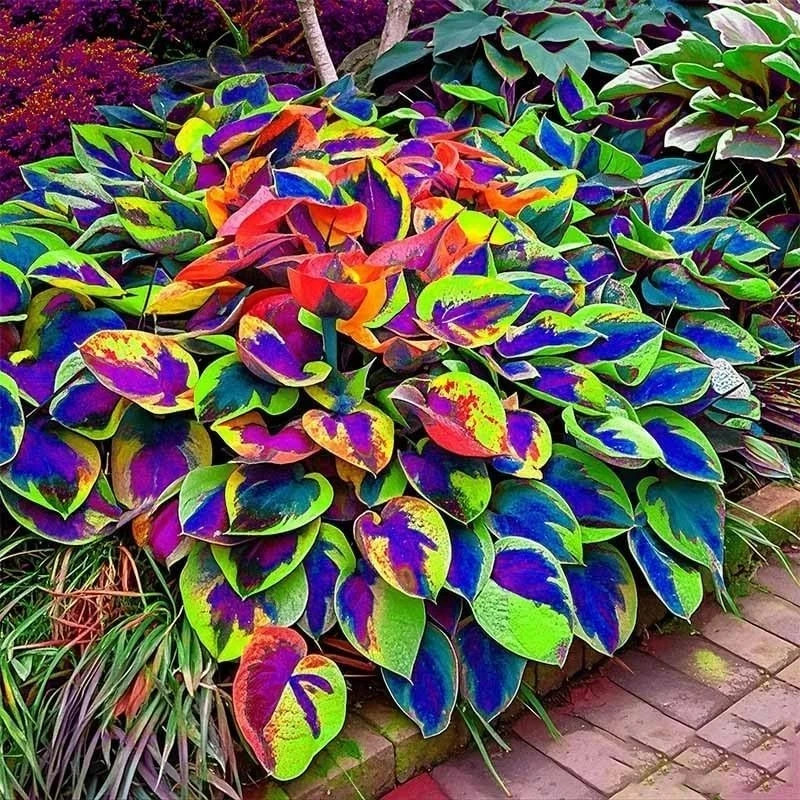 🌿 20+ HOSTA SEEDS – PERENNIAL OUTDOOR SHADE GARDEN PLANTING SEEDS – ORNAMENTAL