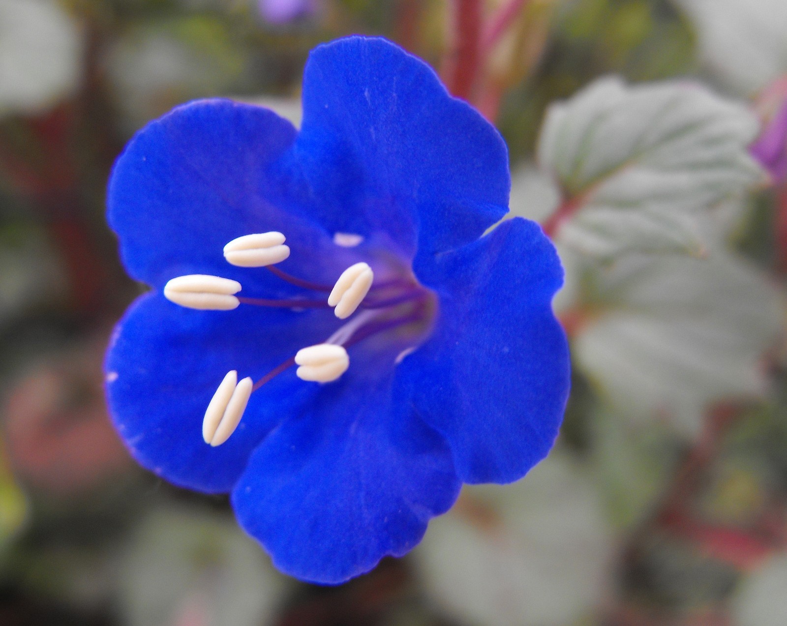 Phacelia campanularia | Desert Bluebells | Scorpionweed | 100_Seeds