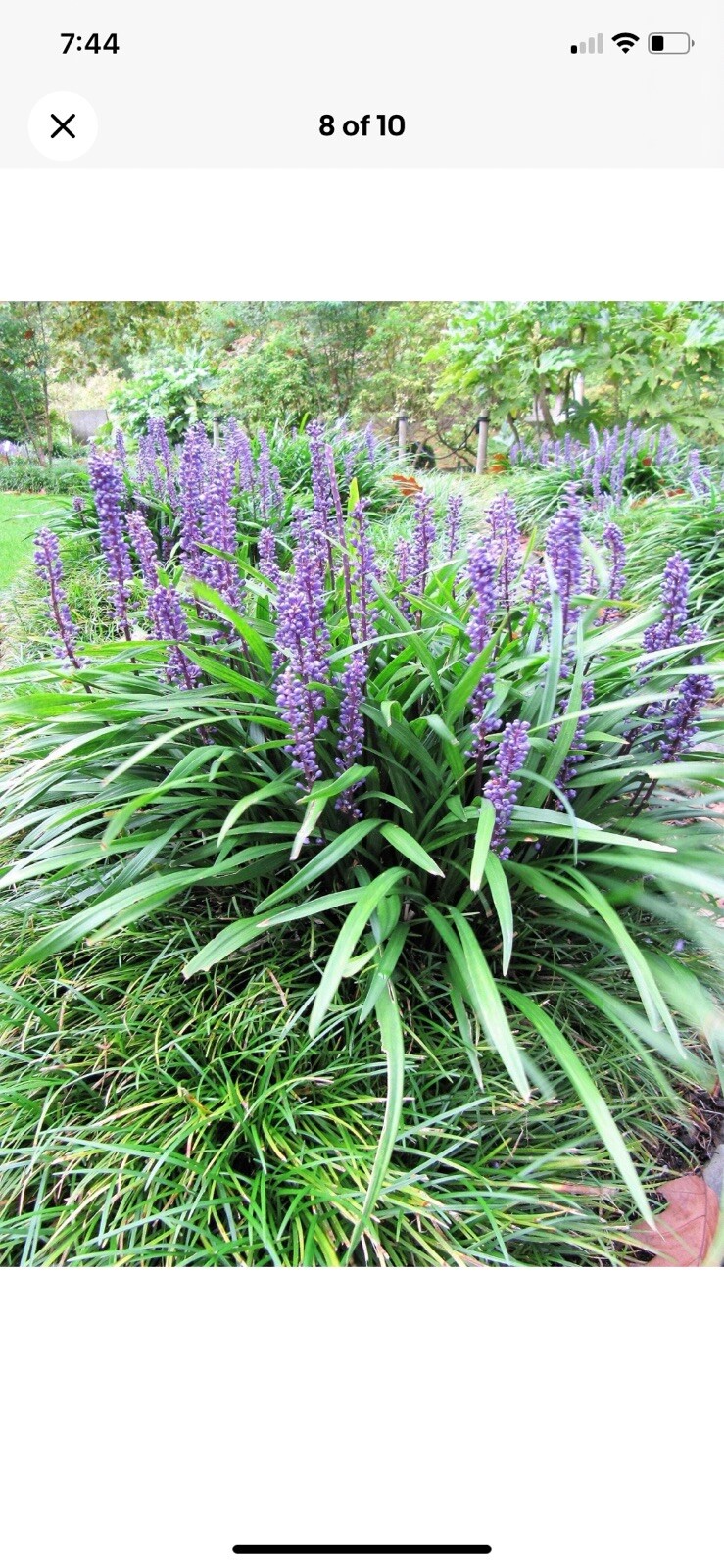 10 LILY TURF Liriope Muscari aka Big Blue Lily Turf / Monkey Grass Plants