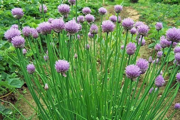 Allium schoenoprasum | Chives | 100 Seeds
