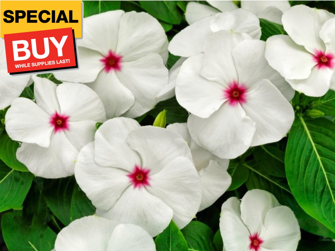 1200 Periwinkle Seeds Madagascar Mix Perennial Flowers – Catharanthus roseus Vin