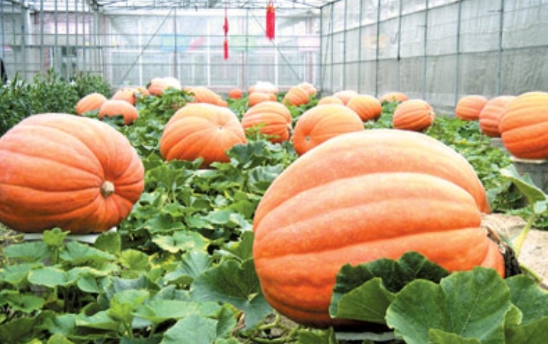 Big Max Pumpkin, Cucurbita pepo Big Max, Seeds (up to 100 pounds)
