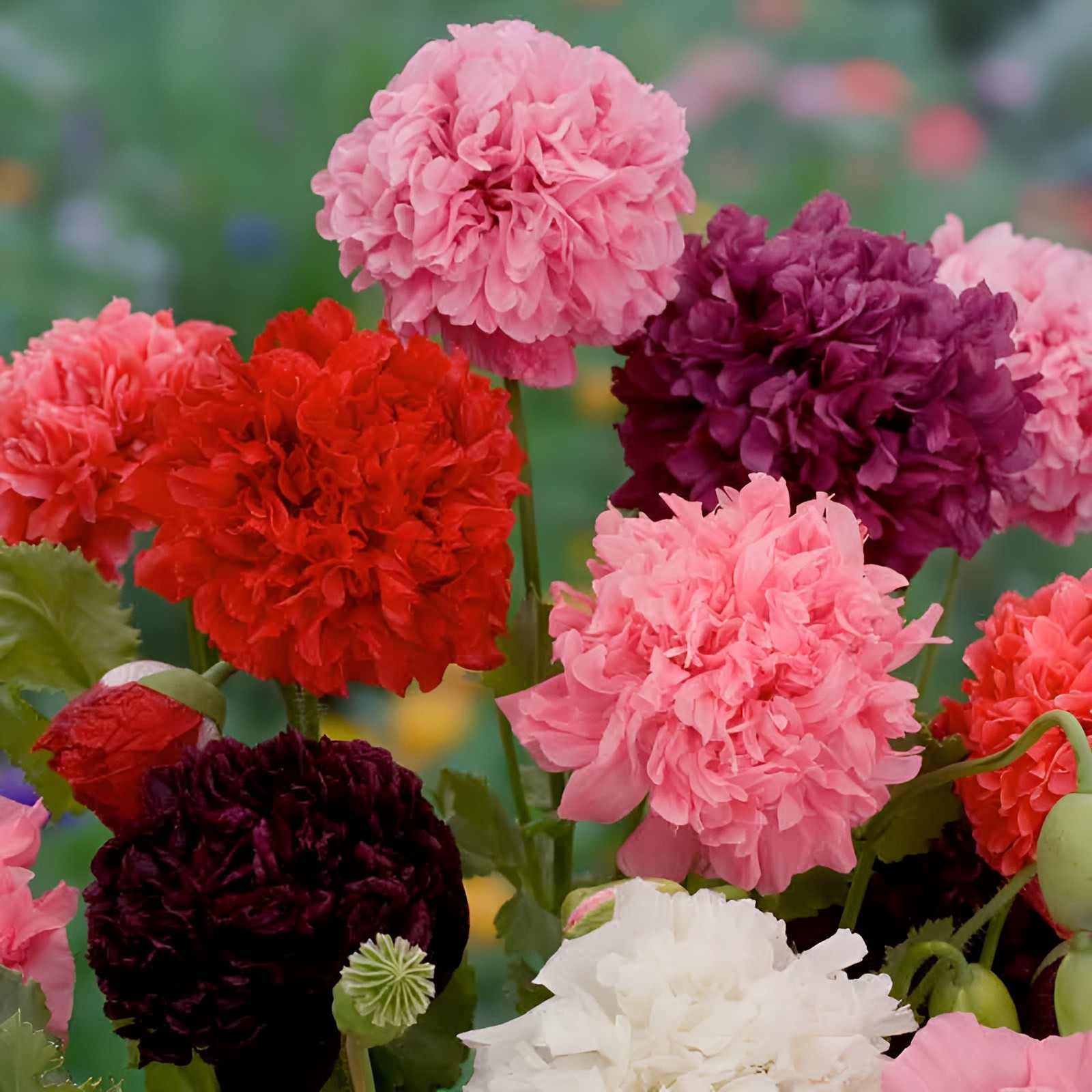 1,000 Double Mixed – Double Peony Poppy Seeds – Multi Color Classic Breadseed
