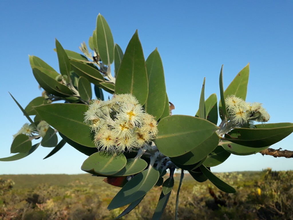 Eucalyptus pleurocarpa (tetragona) Seeds – ‘Tallerack’ – Silver Leaf
