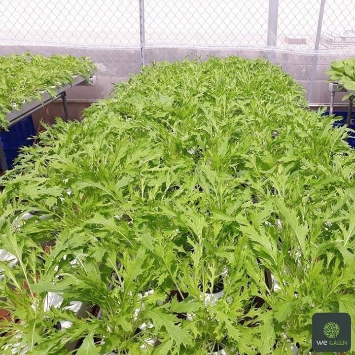 Cai Ngot Duoi Phung Xanh 1000 seeds + 500 Free, easy to Grow Cải Đuôi Phụng