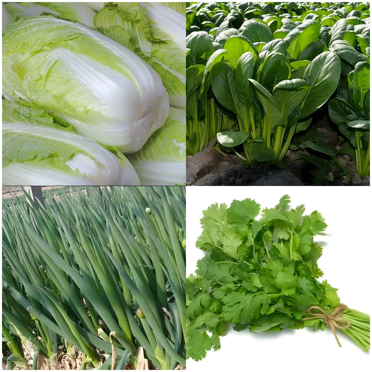 16 Varieties Fall Vegetable Seeds Over 20,000 Seeds