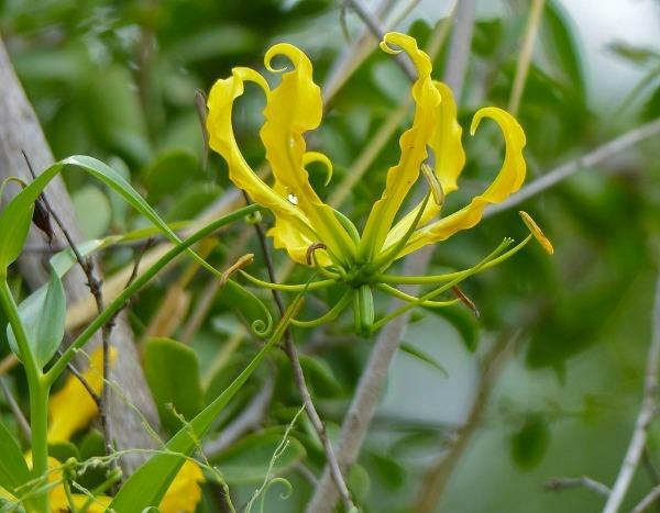 Gloriosa superba lutea | Flame or Climbing Lily | 25 Seeds