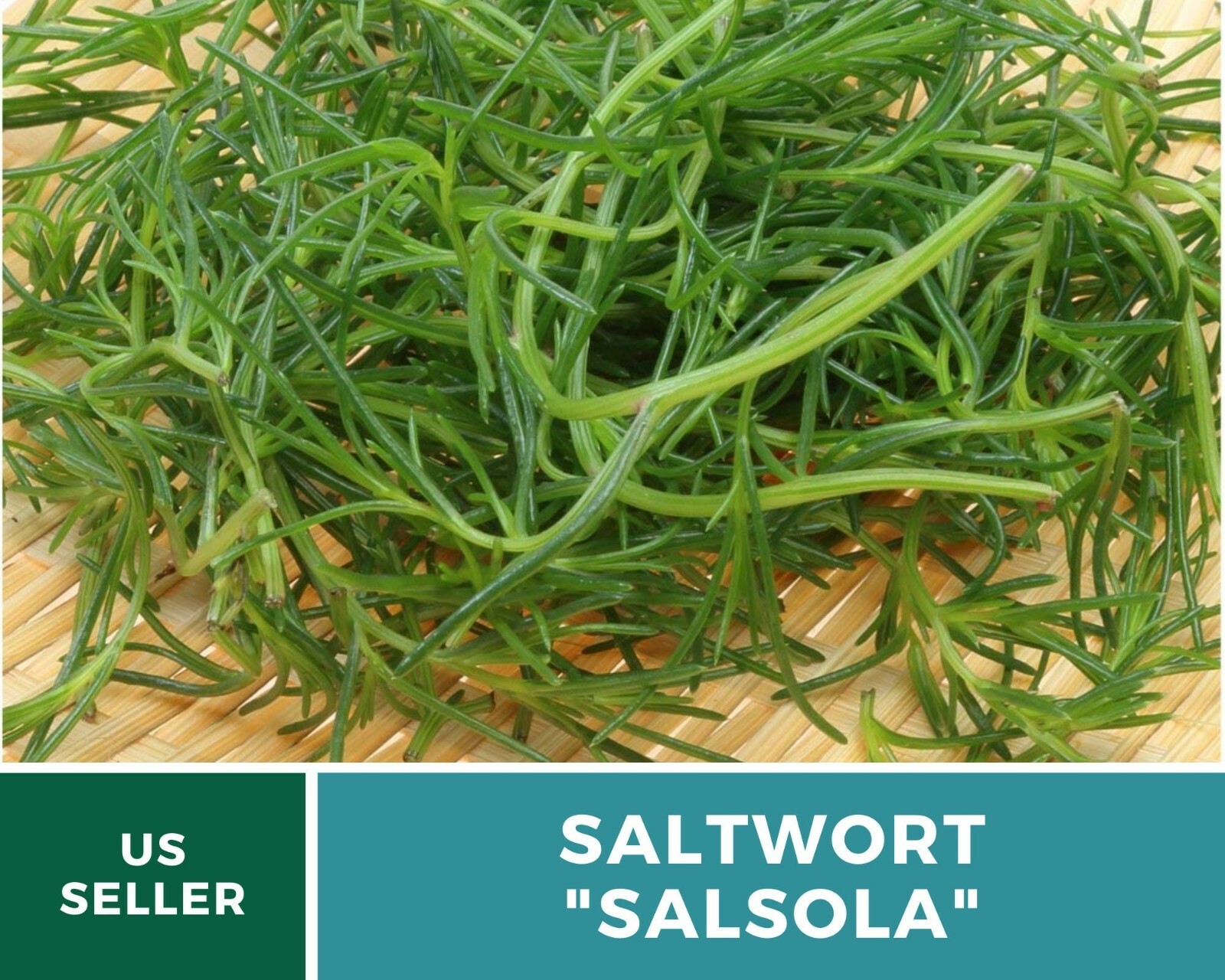 Saltwort – Salsola – 50 Seeds – Culinary/Medicinal Herb – Japanese Land Seaweed