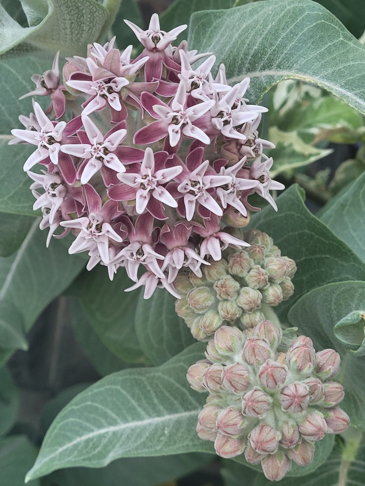 25 Seeds – Asclepias speciosa ‘Showy’ Milkweed Perennial in zones Zones 4-9