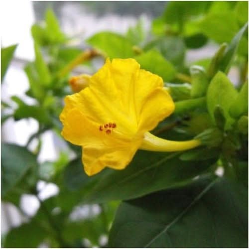 Yellow Four O’ Clock Seeds For Planting (Mirabilis jalapa)