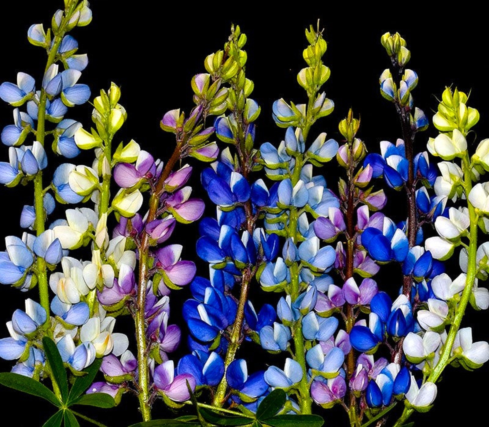 Dwarf Lupine Seeds Pixie Delight Mix 80 SEEDS –BUY 4 ITEMS FREE SHIPPING