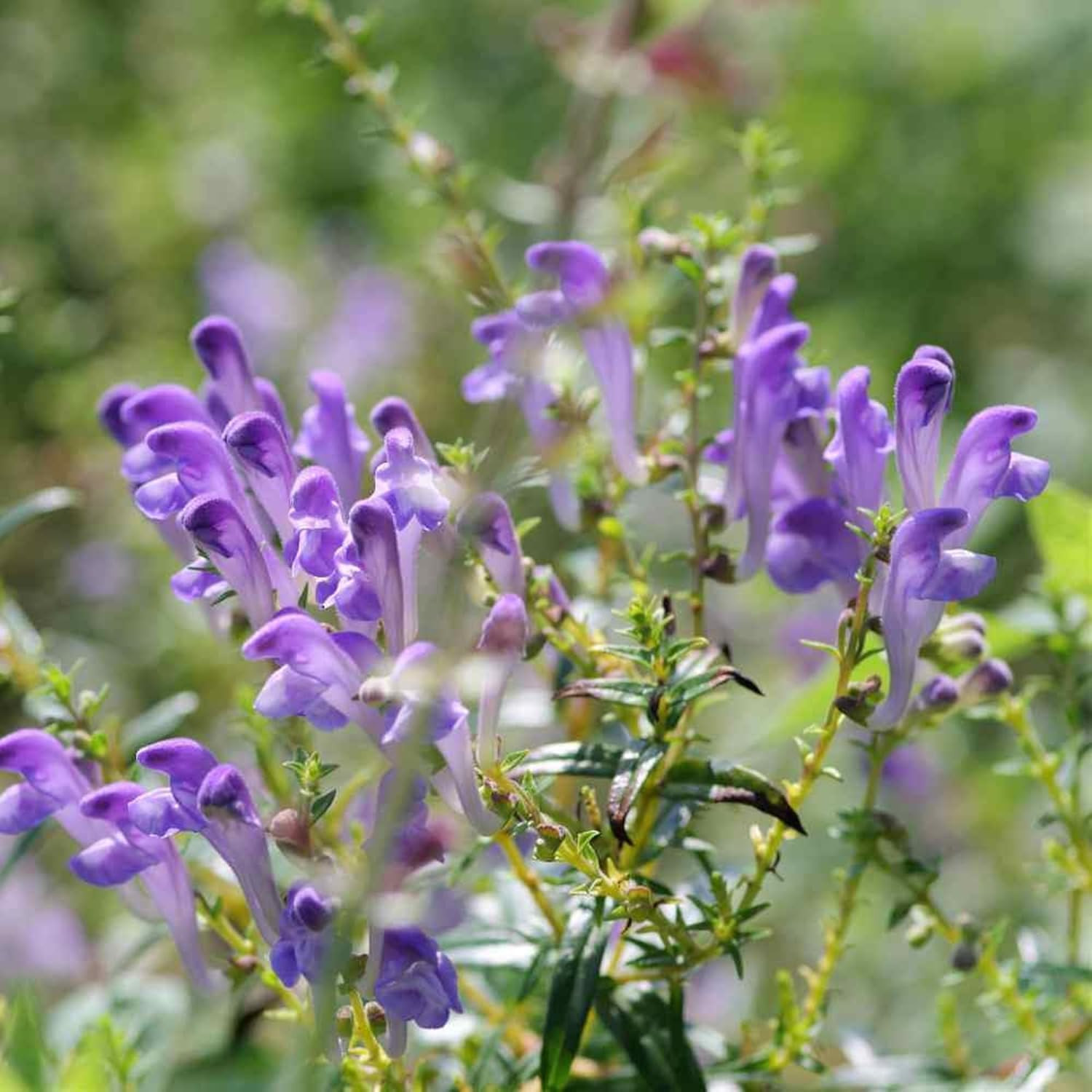 Baical Skullcap (Scutellaria) Seeds – 300Pcs Pack – Low Maintenance Herb with Tr