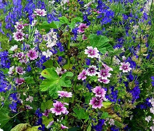 ZEBRA MALLOW 1000 SEEDS. ZEBRA STRIPED, HARDY, MALVA SYLVESTRIS, BULK