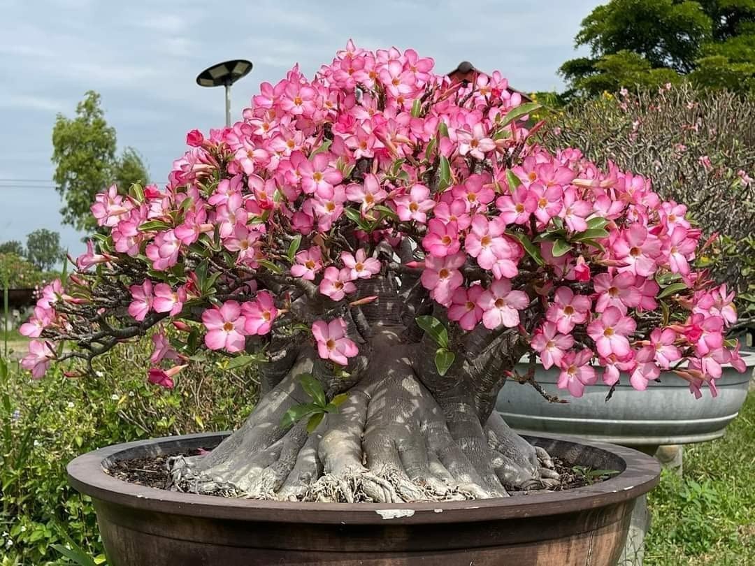 100+ Adenium Arabicum Seeds Rachinee Pan Dok Rare Caudex Desert Rose
