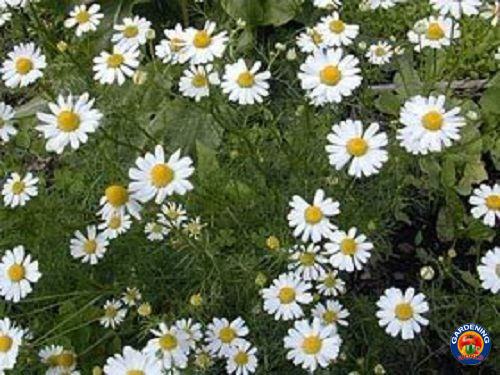2000 ROMAN CHAMOMILE Herb Seeds Flower Anthemis nobilis