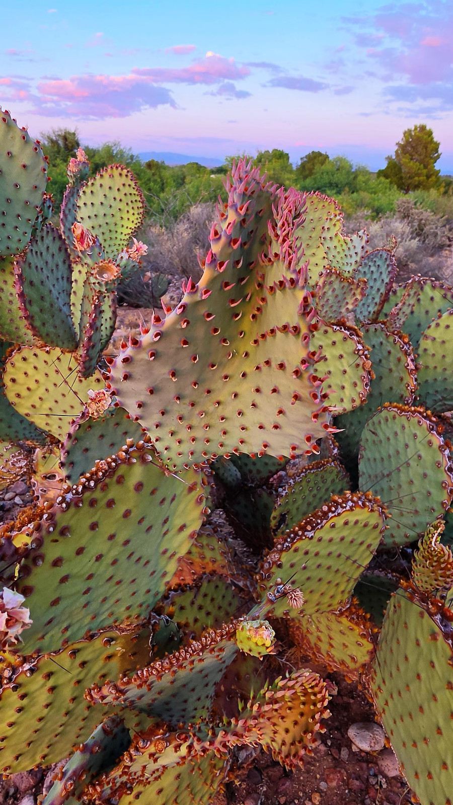 2 Opuntia rufida Cactus: Blind Prickly Pear, Sunset Red-Brown Glochids 3-5″ pad