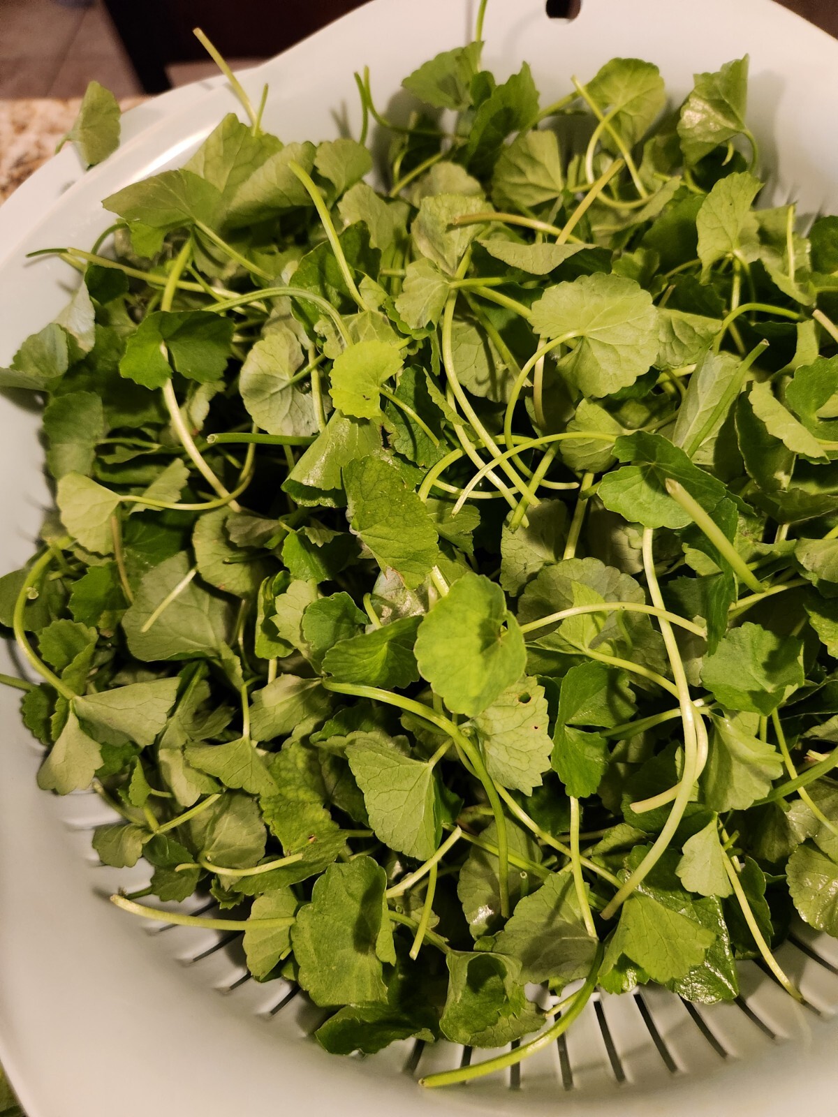 25 Plants GOTU KOLA, CENTELLA ASIATICA SEEDS, Rau Má