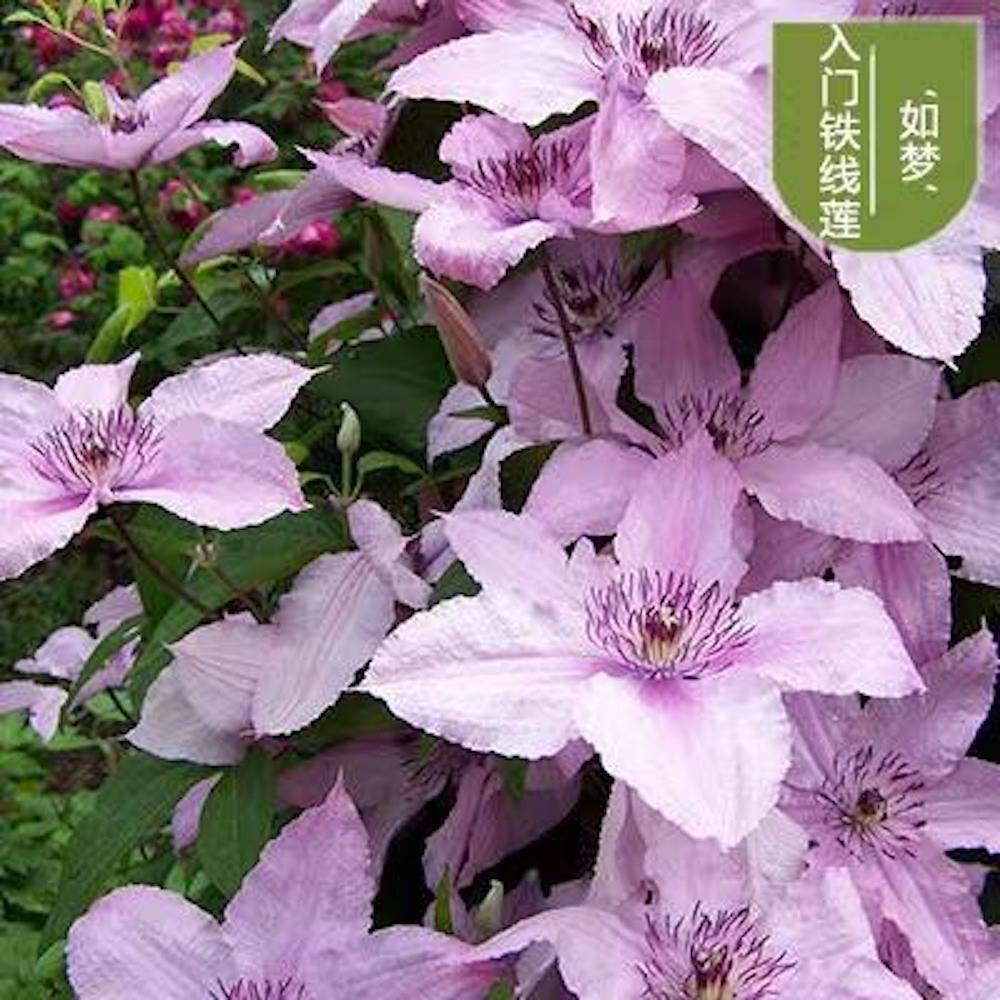 25pc CLEMATIS SEEDS Garden Plant Flower vine climber USA seller FREE shipping
