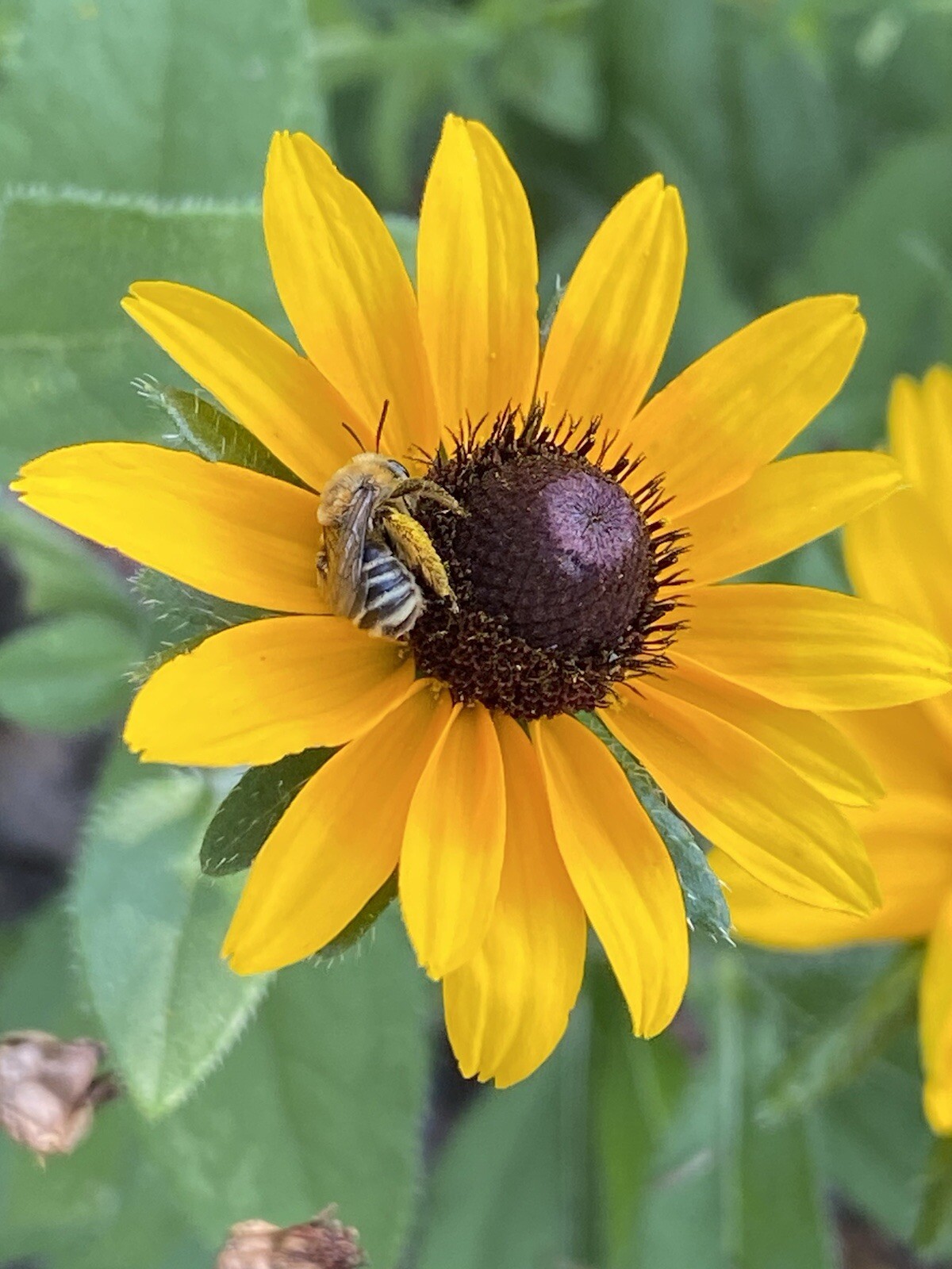 100+ Black Eyed Susan Seeds Native Wildflower Attracts Pollinators Bees