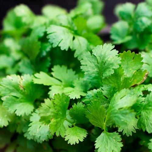 Cruiser Cilantro – 100 Seeds