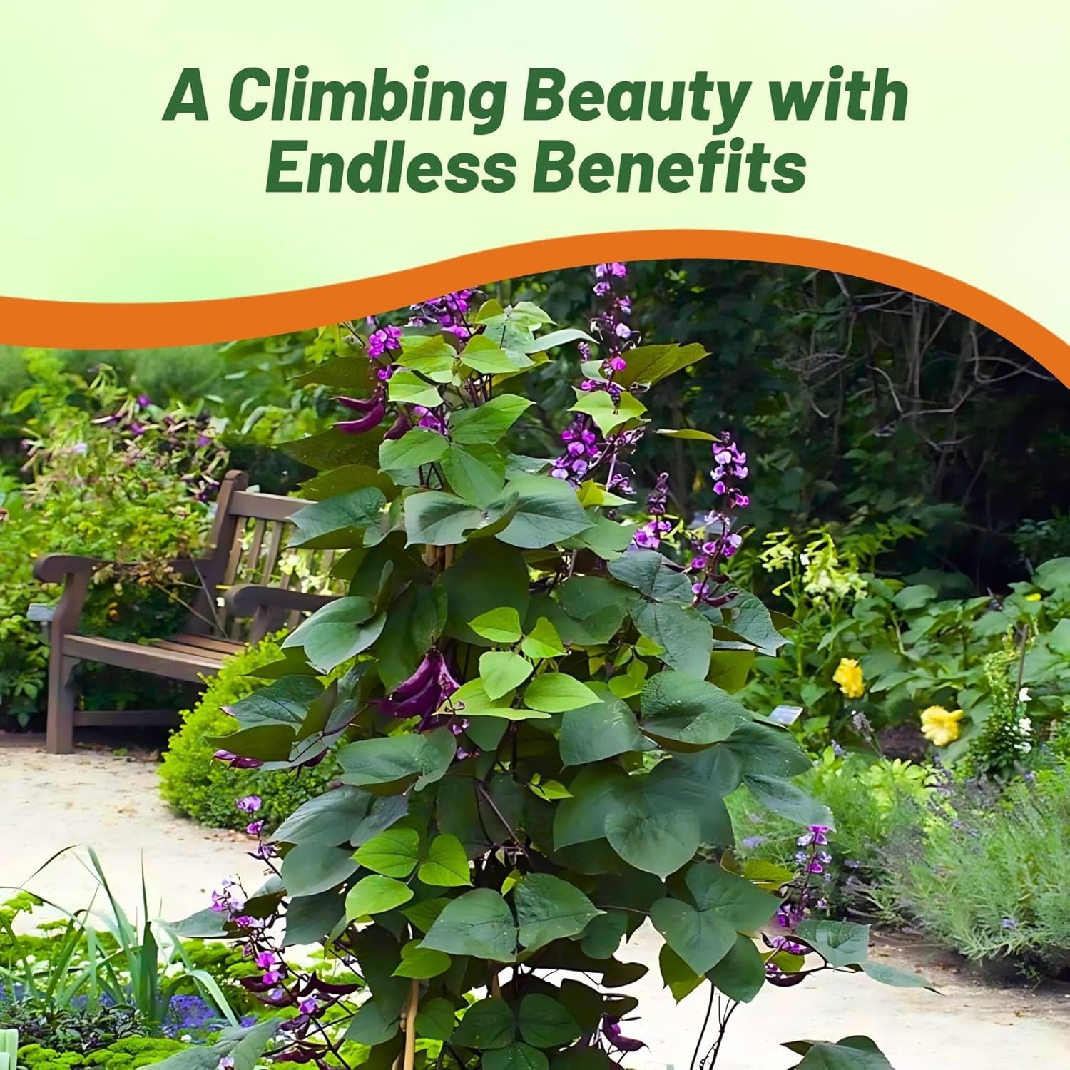 Vibrant Green Lablab Vine Seeds – Fast-Growing, 100 Pcs for Culinary Gardens