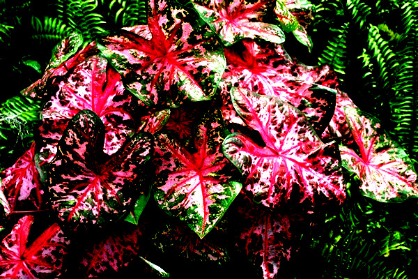 Carolyn Whorton Caladium – 6 BULBS BUY 2 GET ONE ORDER FREE
