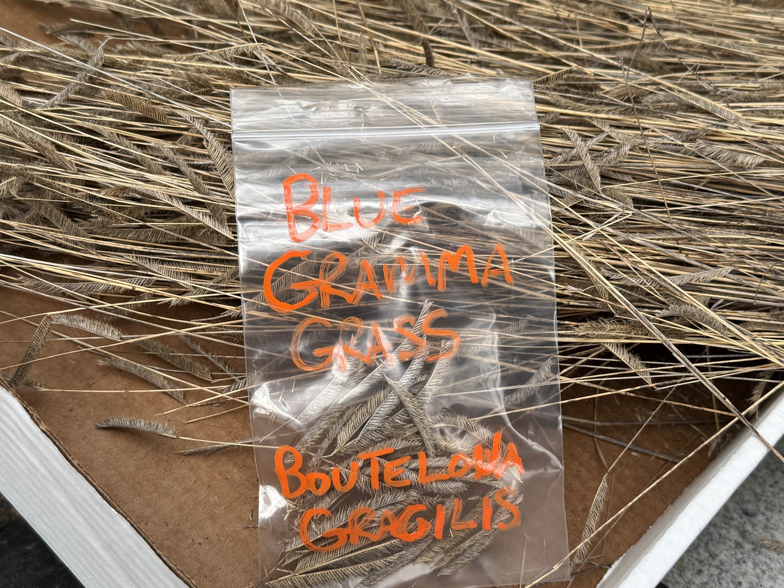 BULK SEEDS!…Bouteloua gracilis Blonde Ambition…Blue Gramma Grass..QTY/bag500