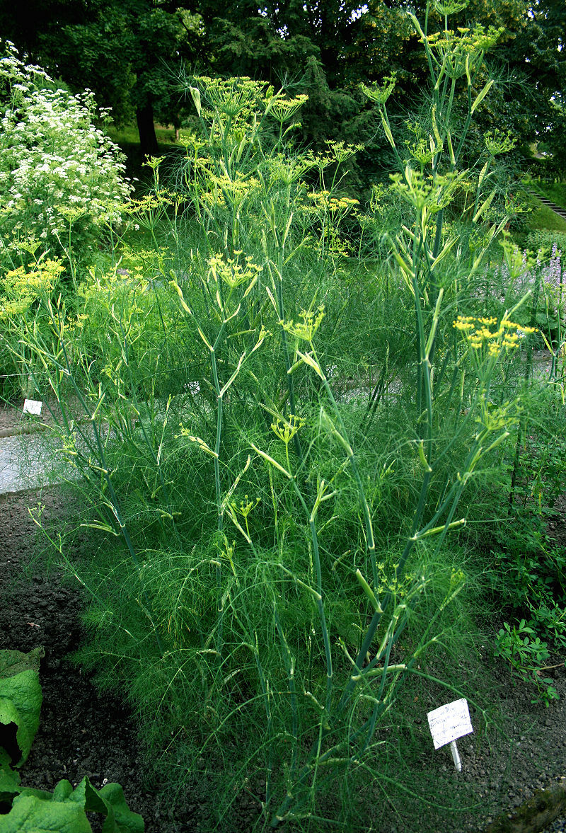 FENNEL 100 SEEDS, FERN-LIKE FOLIAGE, YELLOW FLOWERS, LICORICE FLAVER