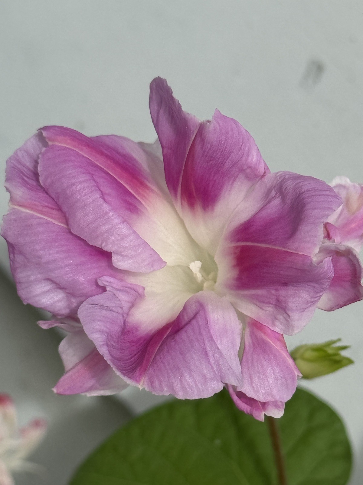 20 Pink Split Second Morning Glory Seeds Heirloom Cottage Garden Vine Double