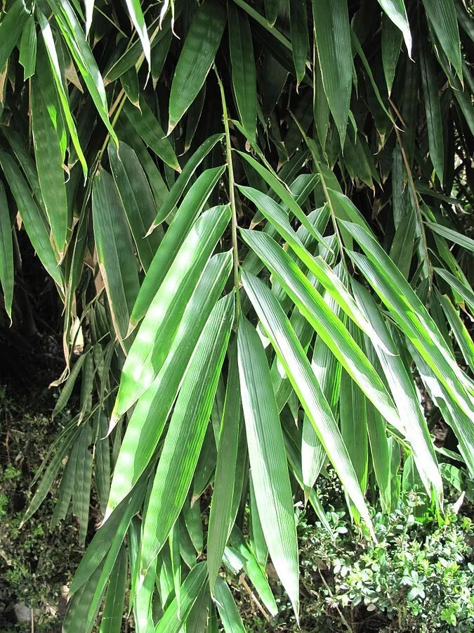 10 Black Male BAMBOO SEEDS