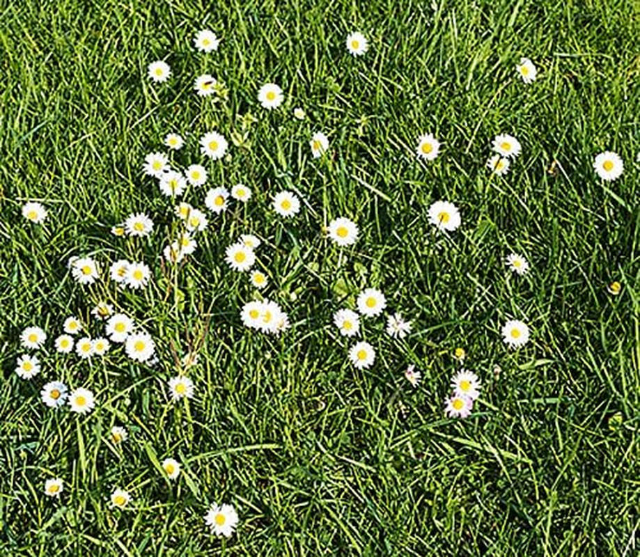 White English Lawn Daisy Mix, Lawns and Borders – 1000 Seeds – Bellis Perennis