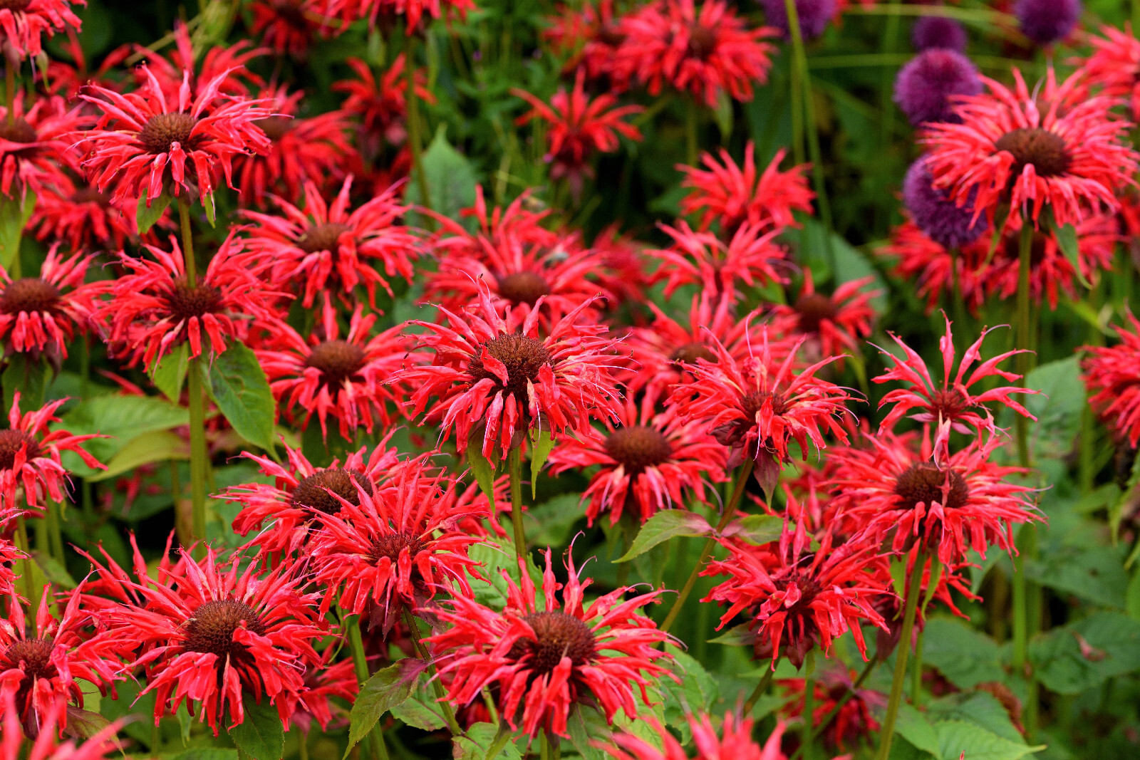 10 Panorama RED BEE BALM / MONARDA DIDYMA Oswego Tea Flower Seeds *Flat S/H