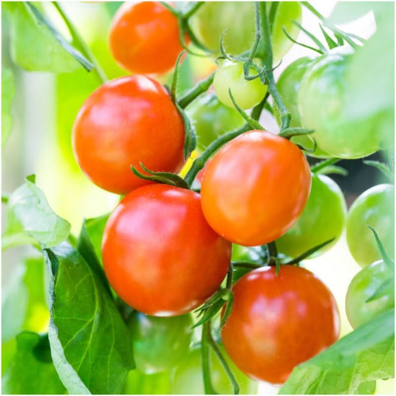 Large Red Cherry Tomato Seeds For Planting (Solanum lycopersicum)