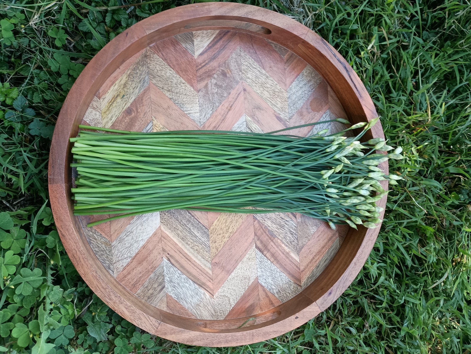 100 Garlic Chives Leek Plant Roots, Allium Tuberosum, Puerros , 韭菜根, 부추
