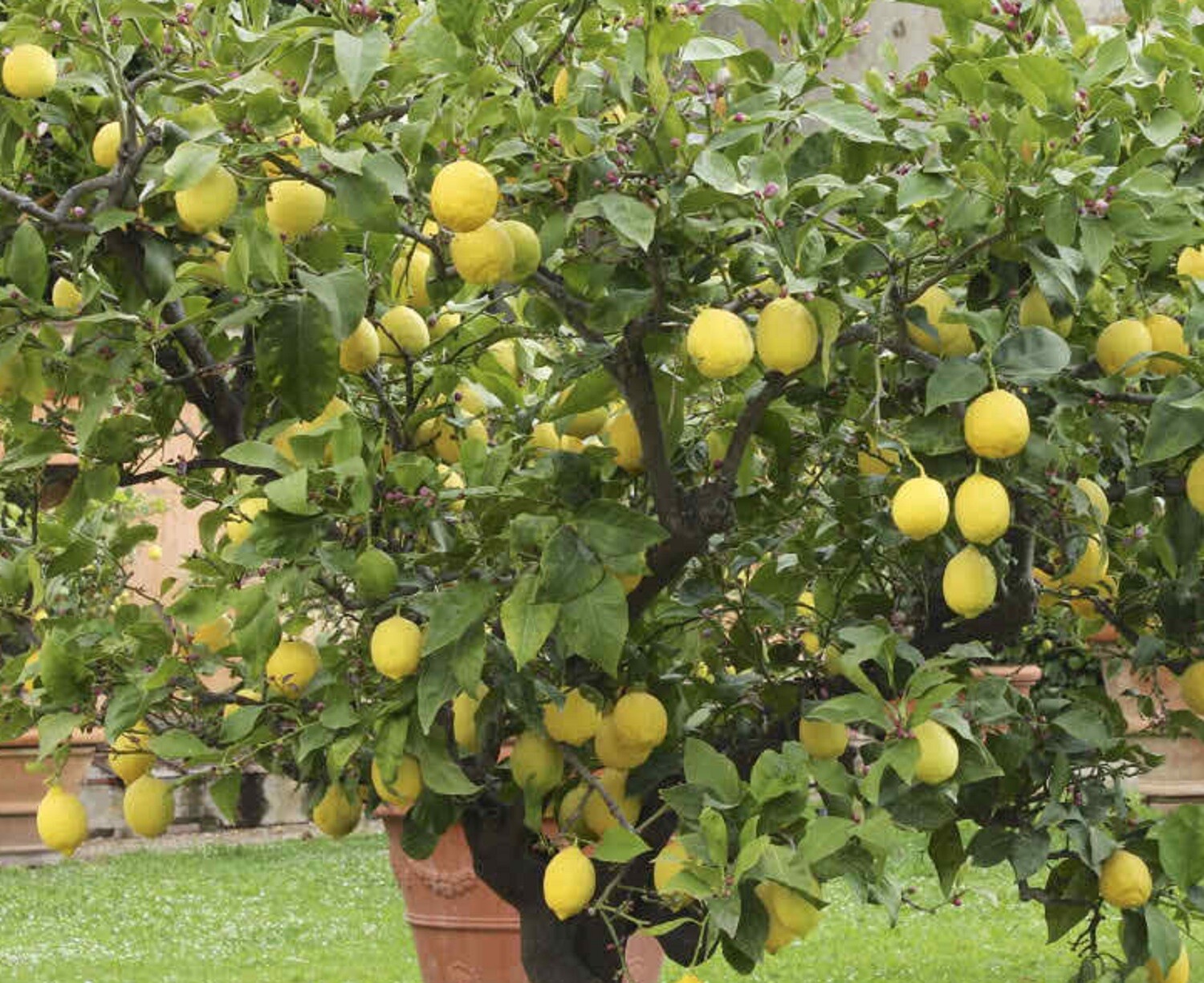 Citron Seeds – Citrus medica – Fragrant Evergreen Fruit Tree Etrog Lemon TCM