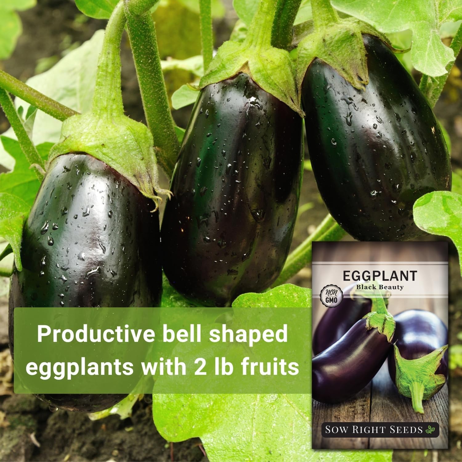 Easy-to-Grow Black Beauty Eggplant Seeds – High Germination Rate, Purple Fruits