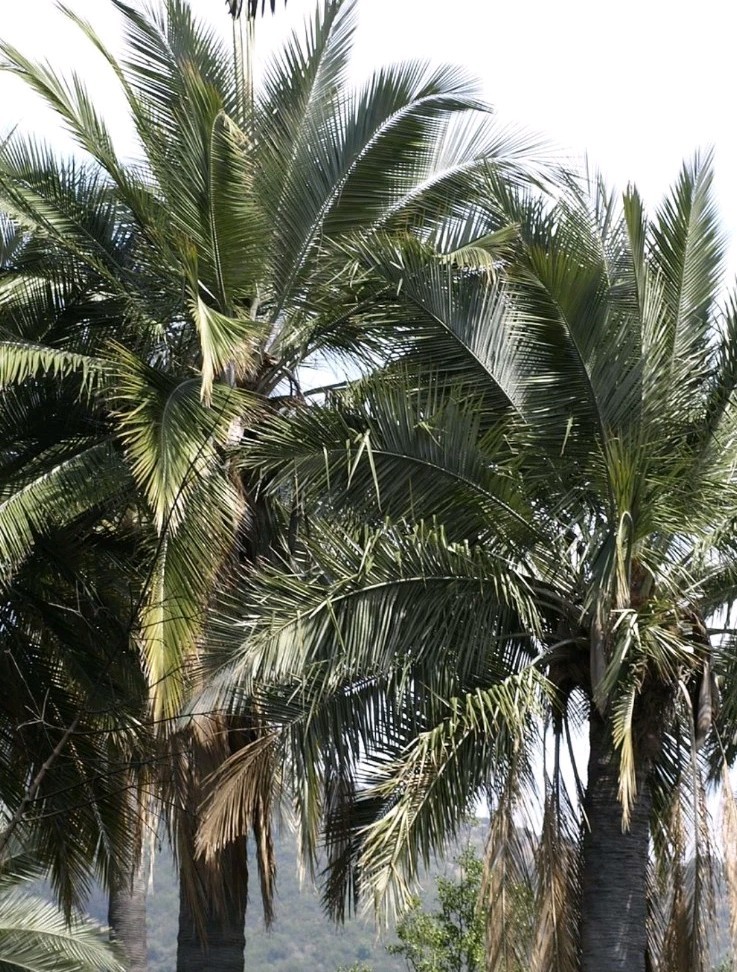 10 Jelly Pindo Palm Tree Seeds (Butia capitata) Tropical Sweet Fruit Evergreen