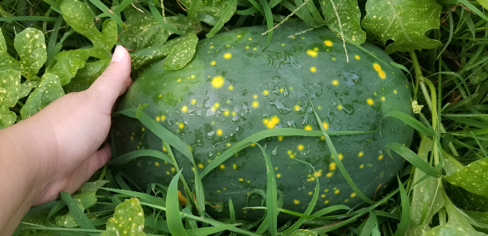 20 Rare Yellow Moon And Stars Watermelon Seeds – Beautiful & Sweet 20-25LB Melon