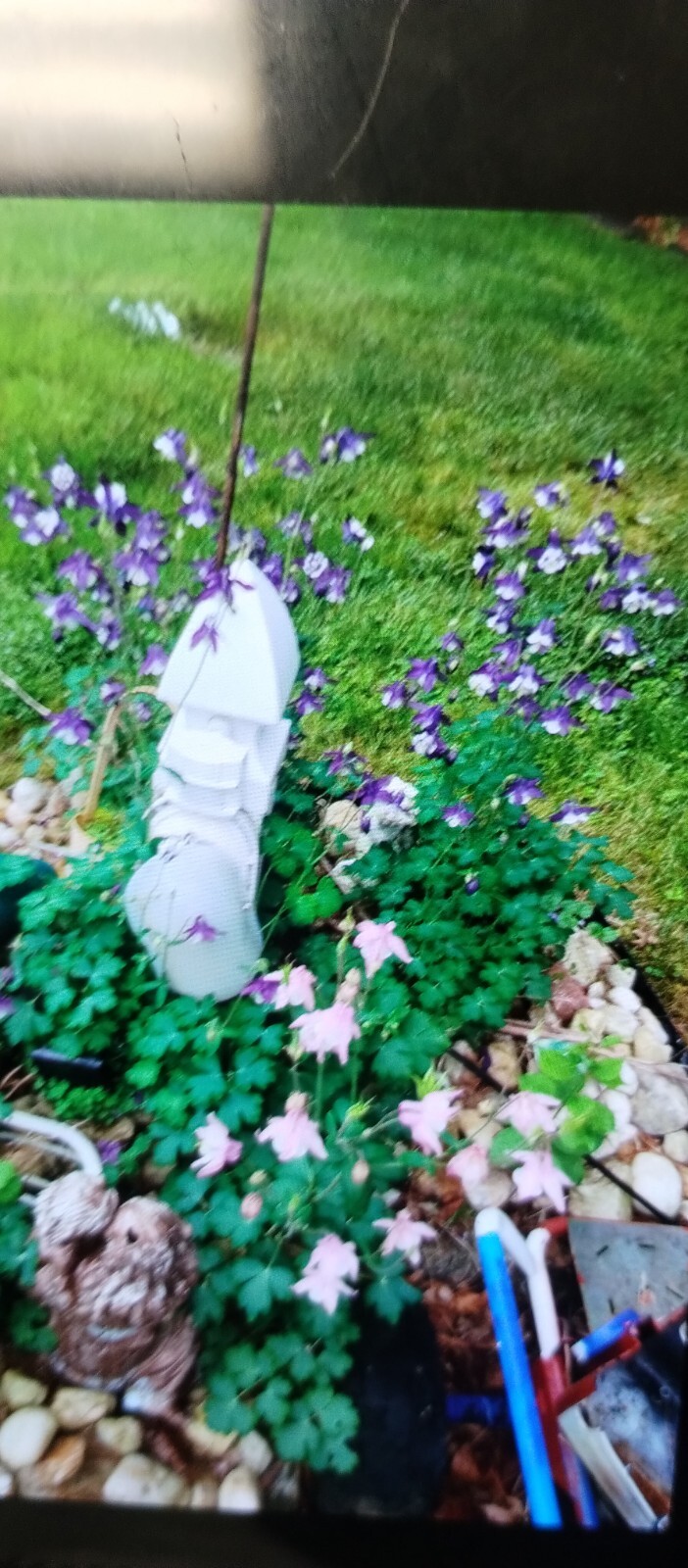 100+ Seeds Aquilegia Vulgaris Purple Or Pink Ultramarine Blue Crimson Columbines