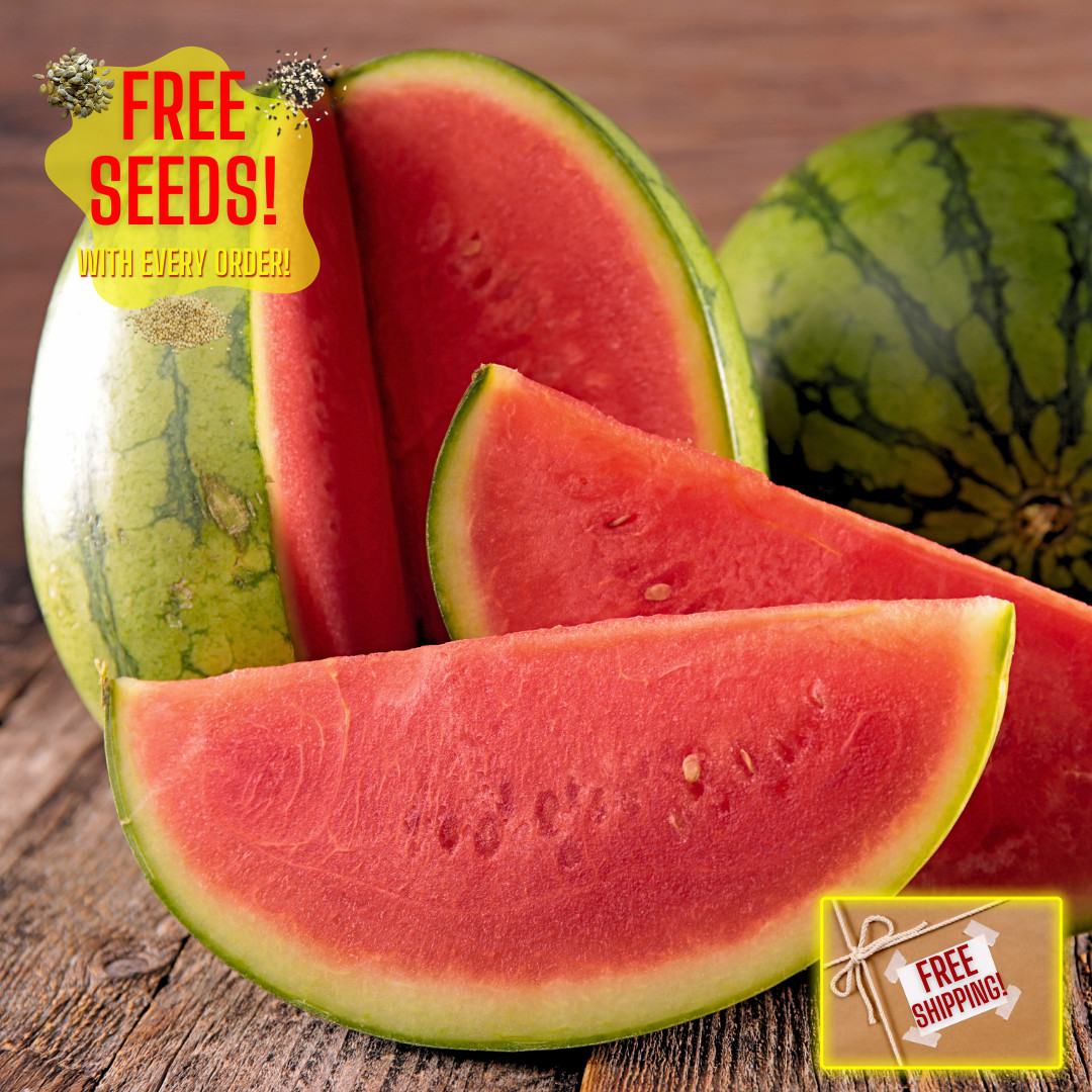 Fresh Sugar Baby Watermelon Seeds | Heirloom Non-GMO | Fruit Seeds