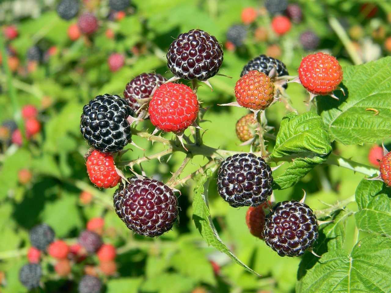 50 Black Raspberry Bush Seeds! Very Sweet, No Pesticides used!!!!
